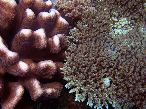 Coral Gardens Dive Site - Flynn Reef