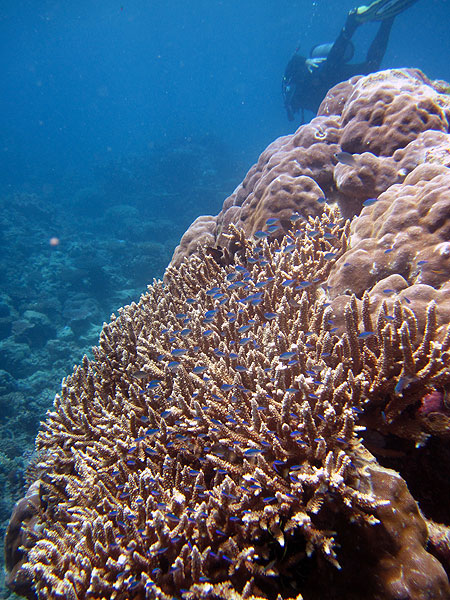 Damselfish darting in and out of Staghorn Corals