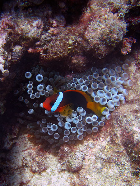 Black Anemonefish - Cairns Great Barrier Reef