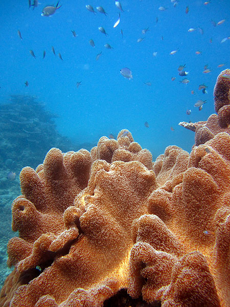 Mushroom Leather Coral - Cairns Great Barrier Reef