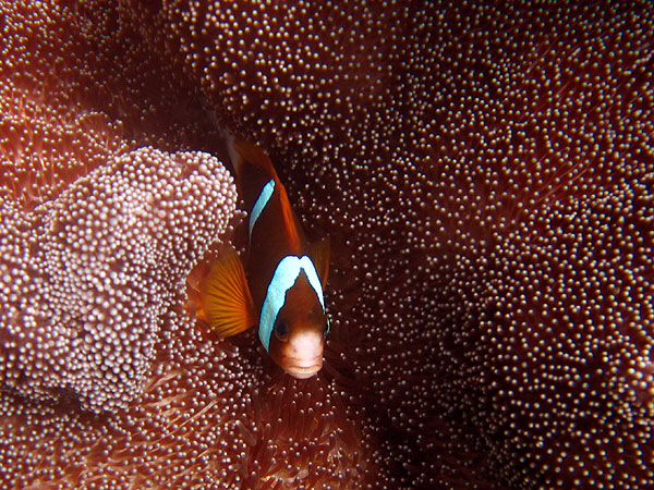 Clark's Anemonefish - Cairns Great Barrier Reef