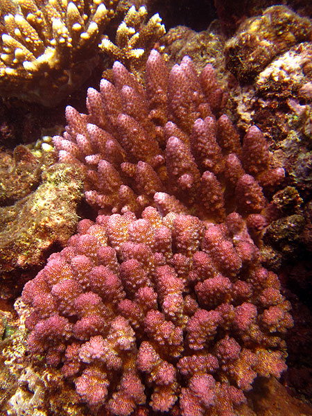 Pink corals too - all colours of the rainbow
