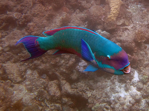 Swarthy Parrotfish seen while snorkelling with Silverswift
