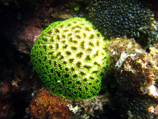 Cairns Great Barrier Reef Corals
