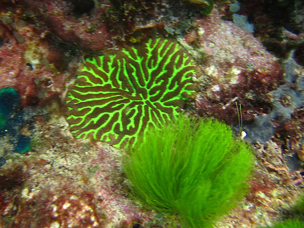 Corals & sea grass seen while snorkelling