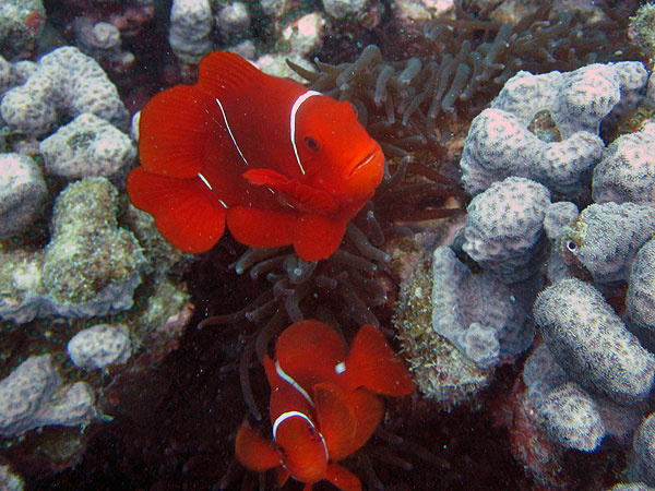 Spine-cheek Anemone Fish