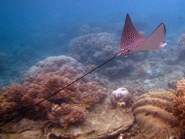 Eagle Ray at Moore Reef