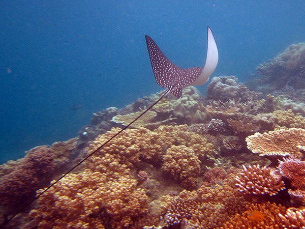 Eagle Ray at Moore Reef