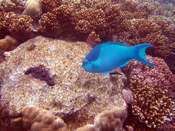 Great Barrier Reef Parrotfish