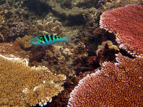 Great Barrier Reef Fish - Six-bar Wrasse