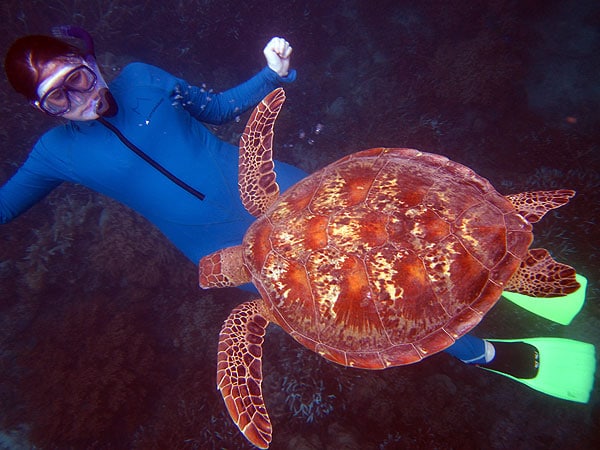 Snorkelling with the Green Sea Turtle at Moore Reef