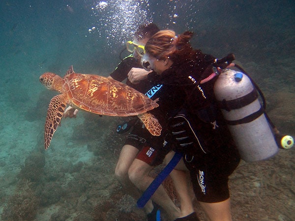 Divers with Green Turtle