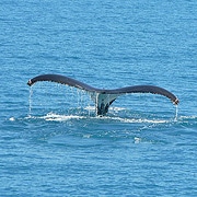 Whale Watching Cairns
