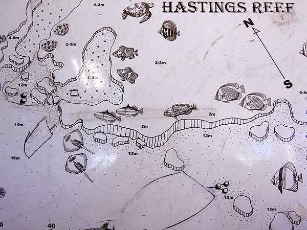 Down Under Dive Hastings Reef Dive Site