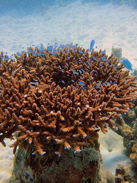Staghorn Corals provide homes for many fish