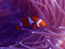 NEMO on the Great Barrier Reef