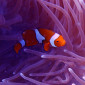 NEMO on the Great Barrier Reef