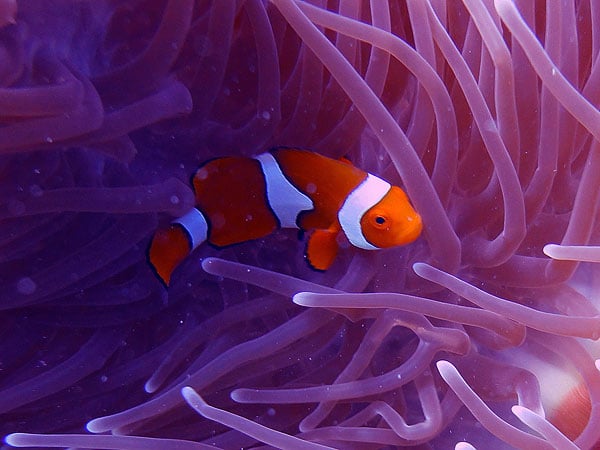 NEMO on the Great Barrier Reef