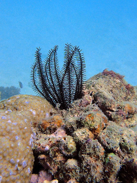 Feather Stars on the Great Barrier Reef