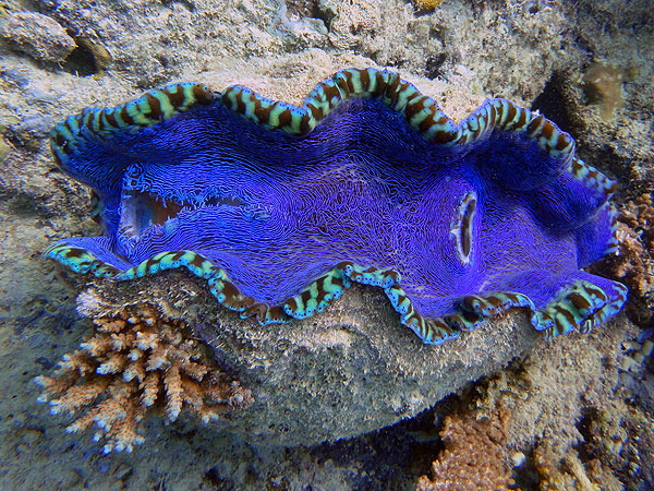 Colourful blue clam on Hastings Reef
