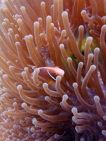 Pink Anemonefish on Hastings Reef