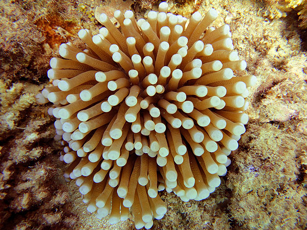 Anemone sans anemonefish