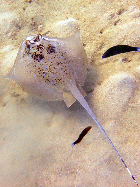 Blue-spotted Stingray on the move