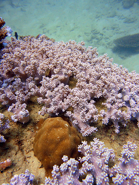Great Barrier Reef Coral