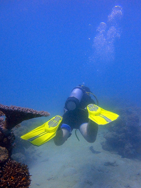 Diving Cairns Great Barrier Reef