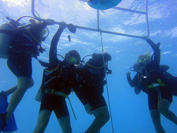 Introductory divers under Osprey 5