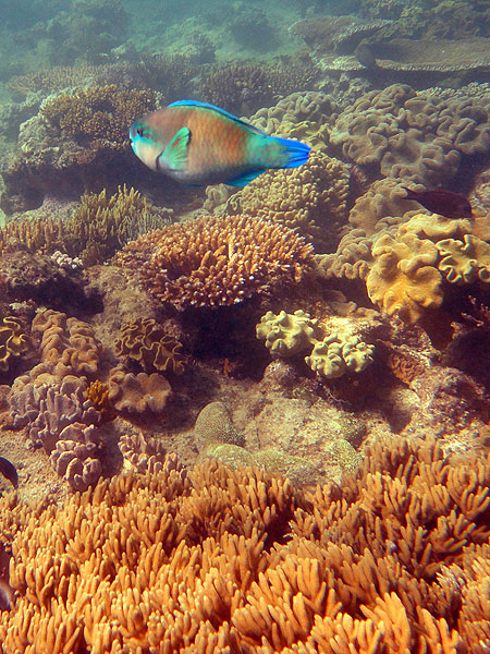 Great Barrier Reef Parrotfish