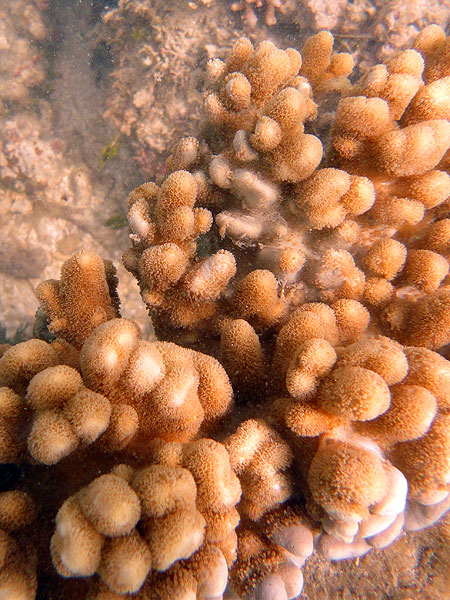 Corals seen snorkelling on Green Island
