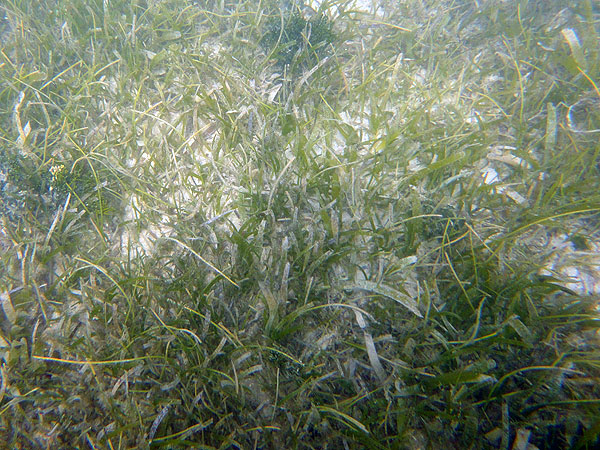 Green Island sea grass beds