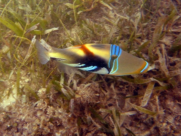 Triggerfish seen snorkelling on Green Island