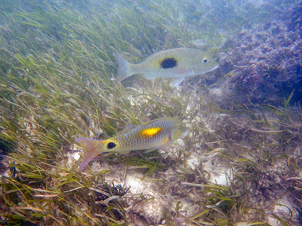 Fish swimming over the sea grass beds