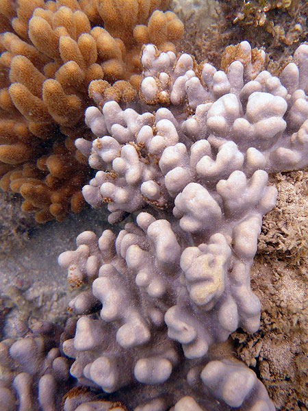 More corals