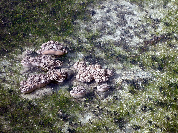 Green Island, corals seen at low tide from jetty
