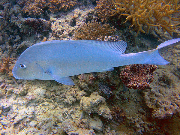 Great Barrier Reef Fish