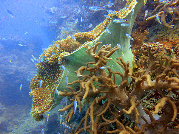 Great Barrier Reef Corals and Fish