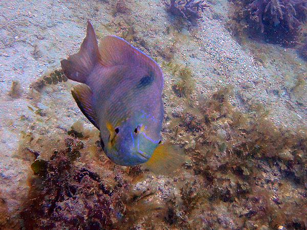 Great Barrier Reef Fish - Blackspot Tuskfish