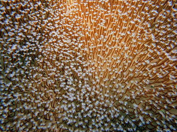 Close-up Great Barrier Reef Coral