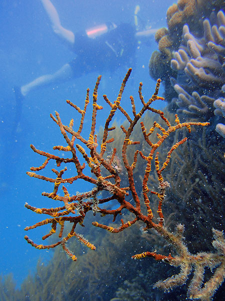Great Barrier Reef Corals and Sea Fans