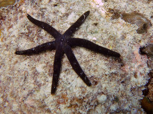 Great Barrier Reef Starfish - second dive of the day