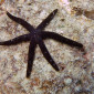 Great Barrier Reef Starfish - second dive of the day