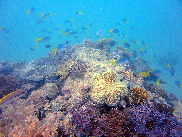Stunning diving on Cairns Great Barrier Reef