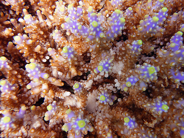 Cool Great Barrier Reef Corals
