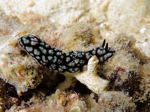 Nudibranch on Upolu Reef's Wonder Wall