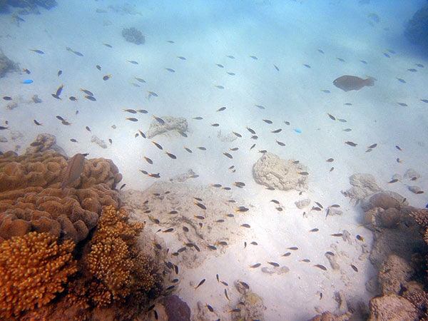 More fish seen snorkelling on Upolu Cay