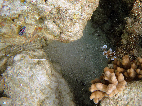 Upolu Cay - nudibranch + juvenile Harlequin Sweetlips