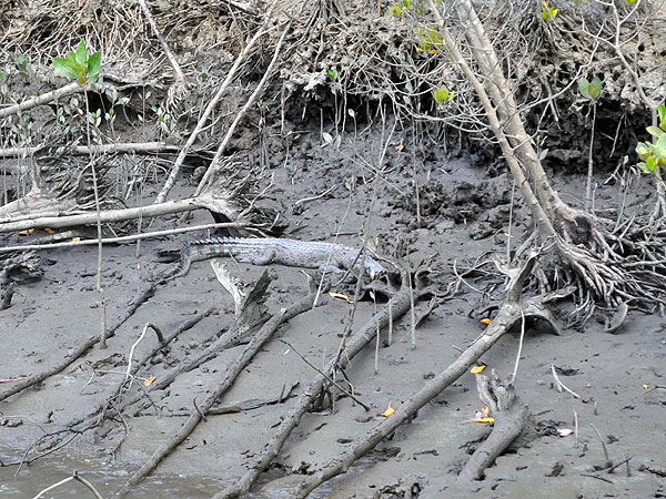 Little crocodile on muddy banks